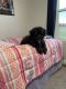 Bernedoodle Puppies for sale in West Salem, OH 44287, USA. price: NA