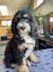 Bernedoodle Puppies for sale in St Paul, MN, USA. price: $1,200