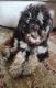 Bernedoodle Puppies for sale in Keller, TX, USA. price: $750