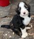 Bernedoodle Puppies for sale in Canton, GA, USA. price: $1,000