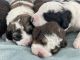 Bernedoodle Puppies for sale in Russellville, AR, USA. price: NA
