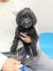 Bernedoodle Puppies for sale in Hagerstown, MD, USA. price: $120,000