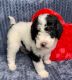 Bernedoodle Puppies for sale in Navarre, OH 44662, USA. price: $1,000