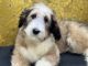 Bernedoodle Puppies for sale in Dundee, OH 44624, USA. price: $600
