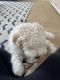 Bernedoodle Puppies for sale in Highland, UT, USA. price: NA