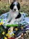 Bernedoodle Puppies for sale in Milan, IN 47031, USA. price: $2,000