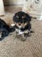 Bernedoodle Puppies for sale in Bellefontaine, OH 43311, USA. price: $2,000