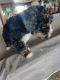 Bernedoodle Puppies for sale in Mendon, UT 84325, USA. price: $1,000