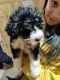 Bernedoodle Puppies for sale in Mendon, UT 84325, USA. price: NA