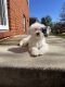 Bernedoodle Puppies for sale in Fort Washington, MD, USA. price: $1,500