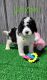 Bernedoodle Puppies for sale in Spencerville, IN 46788, USA. price: $975