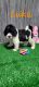 Bernedoodle Puppies for sale in Spencerville, IN 46788, USA. price: $975