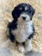 Bernedoodle Puppies for sale in Zumbrota, MN 55992, USA. price: $675