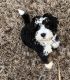 Bernedoodle Puppies for sale in Jackson, TN 38305, USA. price: $200