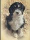 Bernedoodle Puppies for sale in Zumbrota, MN 55992, USA. price: $675