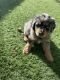 Bernedoodle Puppies for sale in Apache Junction, AZ, USA. price: $2,000