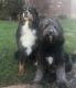 Bernedoodle Puppies for sale in Bixby, OK, USA. price: $2,800