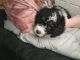 Bernedoodle Puppies for sale in Noblesville, IN, USA. price: NA