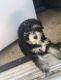 Bernedoodle Puppies for sale in Scottsdale, AZ, USA. price: $1,200