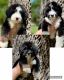 Bernedoodle Puppies for sale in Social Circle, GA 30025, USA. price: $1,500