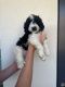 Bernedoodle Puppies for sale in Scottsdale, AZ, USA. price: $3,500