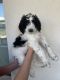 Bernedoodle Puppies for sale in Scottsdale, AZ, USA. price: $3,500