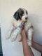 Bernedoodle Puppies for sale in Scottsdale, AZ, USA. price: $4,500