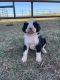 Bernedoodle Puppies for sale in Guthrie, OK, USA. price: $1,000