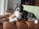 Bernedoodle Puppies for sale in Larkspur, CA 94939, USA. price: NA