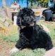 Bernedoodle Puppies for sale in Sacramento County, CA, USA. price: $500
