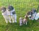 Bernedoodle Puppies for sale in Tunkhannock, PA 18657, USA. price: NA
