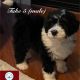 Bernedoodle Puppies for sale in Greer, SC 29650, USA. price: $800