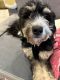 Bernedoodle Puppies for sale in Aldie, VA 20105, USA. price: $575