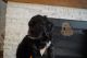 Bernedoodle Puppies for sale in Loveland, CO, USA. price: NA