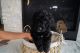 Bernedoodle Puppies for sale in Loveland, CO, USA. price: NA