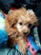 Bernedoodle Puppies for sale in Fairborn, OH 45324, USA. price: $950