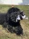 Bernedoodle Puppies for sale in Eau Claire, WI, USA. price: NA