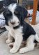 Bernedoodle Puppies for sale in West Hempstead, NY, USA. price: $800