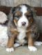 Bernedoodle Puppies for sale in Shipshewana, IN 46565, USA. price: $1,599