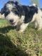 Bernedoodle Puppies for sale in Hamilton County, IN, USA. price: NA