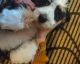 Bernedoodle Puppies for sale in Davis, CA 95616, USA. price: $2,850