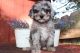 Bernedoodle Puppies for sale in Waldron, AR 72958, USA. price: $500