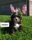 Bernedoodle Puppies for sale in Nathalie, VA 24577, USA. price: $550