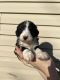 Bernedoodle Puppies for sale in Russell, MN 56169, USA. price: $1,700