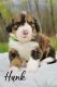 Bernedoodle Puppies for sale in Stevens Point, WI, USA. price: NA