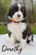Bernedoodle Puppies for sale in Stevens Point, WI, USA. price: NA