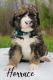 Bernedoodle Puppies for sale in Stevens Point, WI, USA. price: $2,300