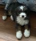 Bernedoodle Puppies for sale in Elkton, MD 21921, USA. price: $2,000