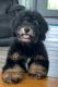 Bernedoodle Puppies for sale in Seymour, MO 65746, USA. price: $1,250