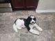 Bernedoodle Puppies for sale in Conroe, TX 77385, USA. price: $1,200